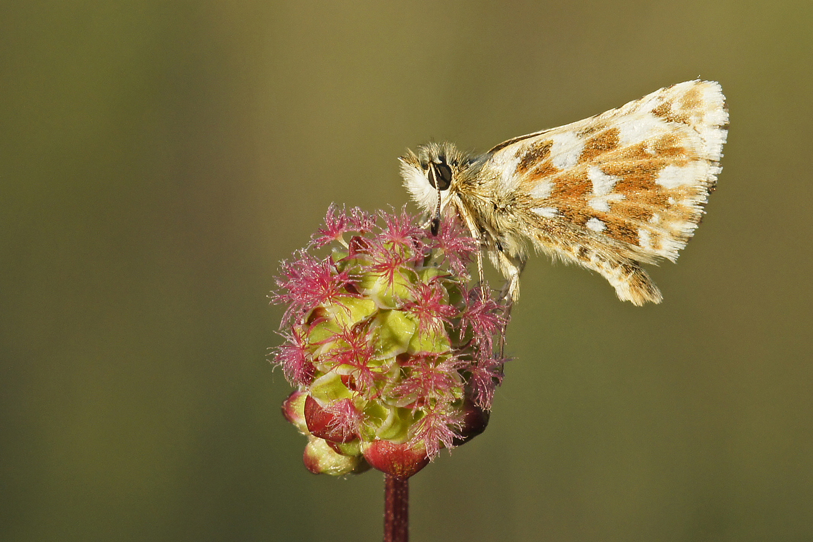 Rotwürfeliger Dickkopffalter (Spialia sertorius)