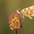 Rotwürfeliger Dickkopffalter (Spialia sertorius)