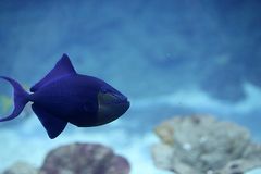 Rotzahn Drückerfisch