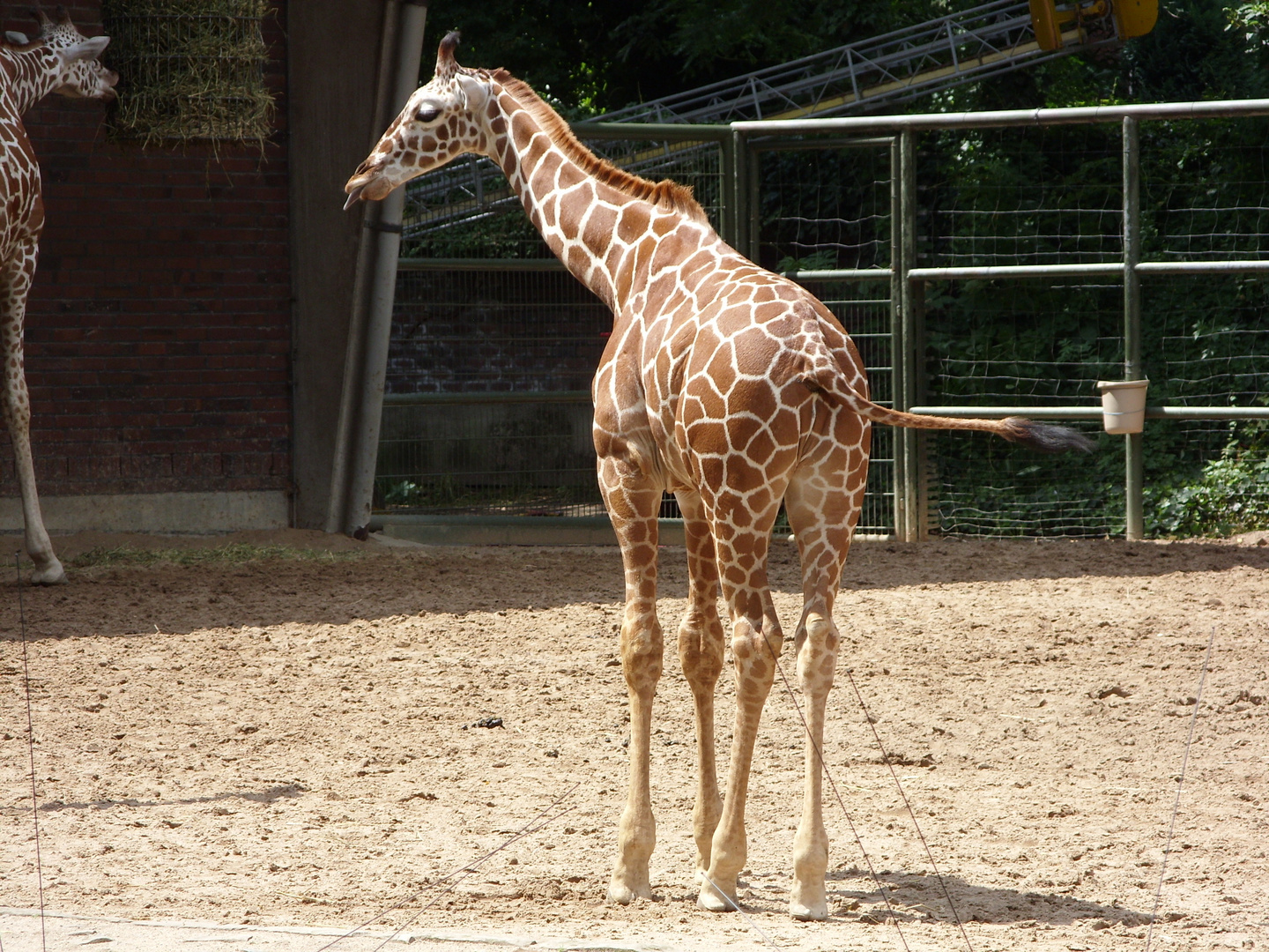 rotzfreche Giraffe