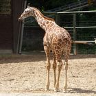 rotzfreche Giraffe