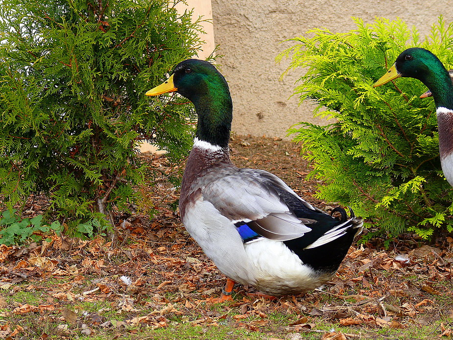 Rouen-Clair Ente-Erpel