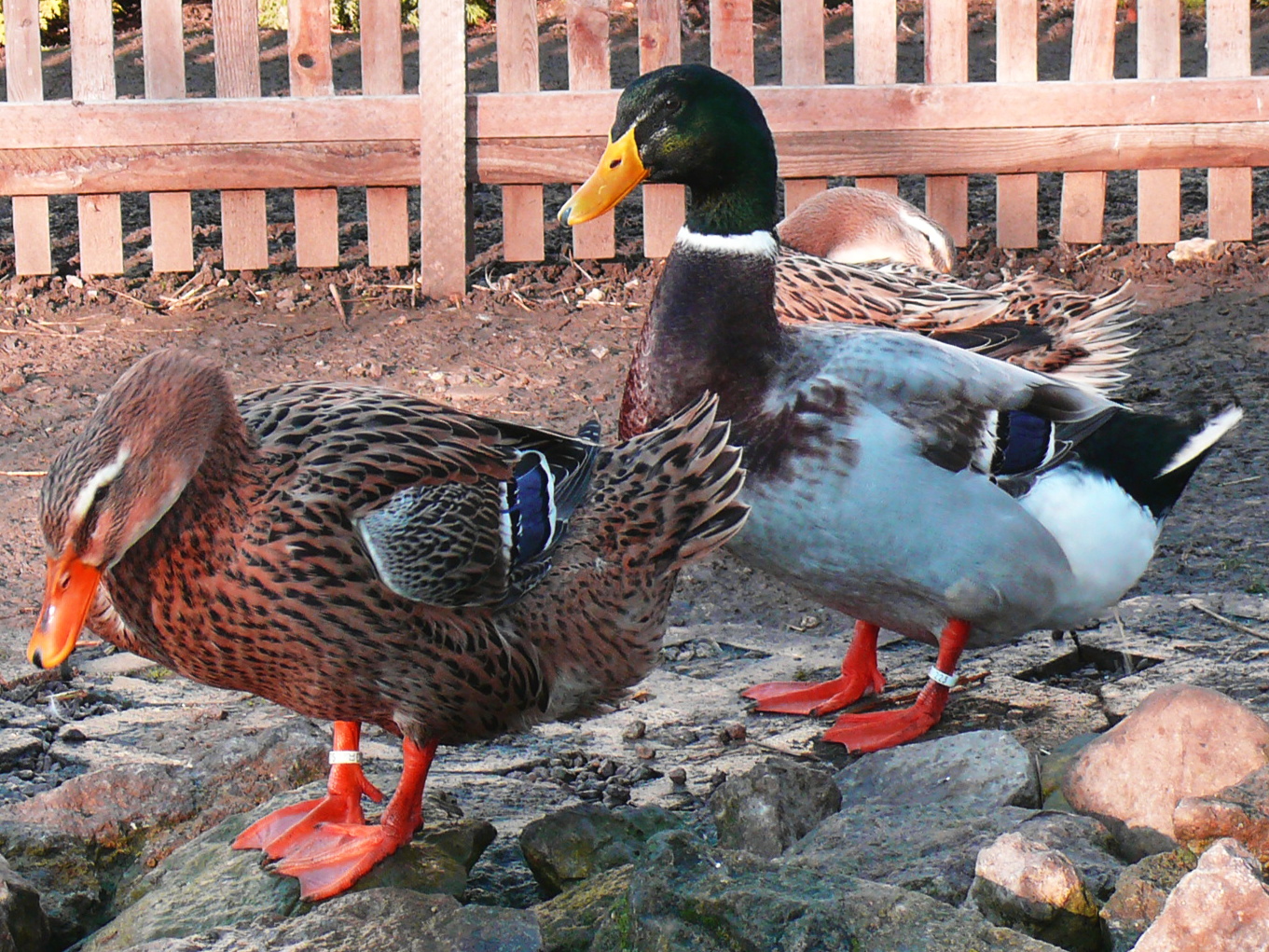 Rouen-Claire Enten Foto & Bild | tiere, haustiere, nutztiere Bilder auf