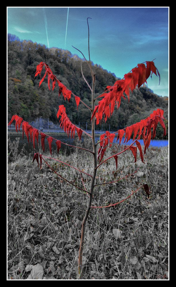 Rouge