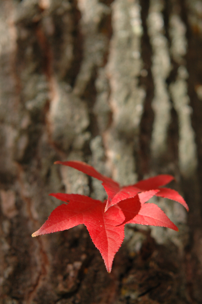 Rouge