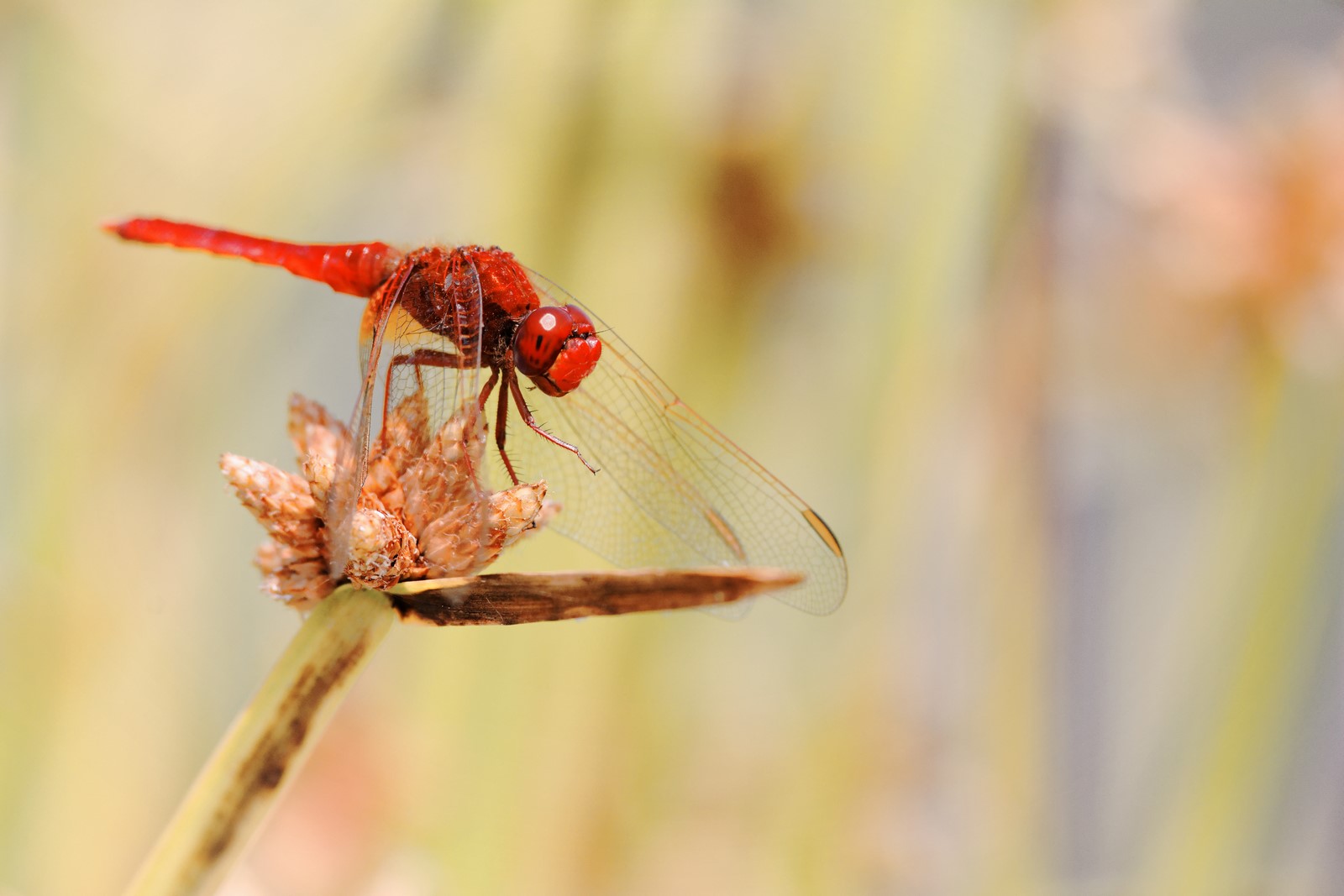 Rouge