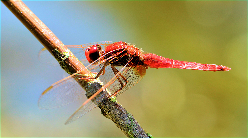 ROUGE