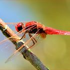 ROUGE