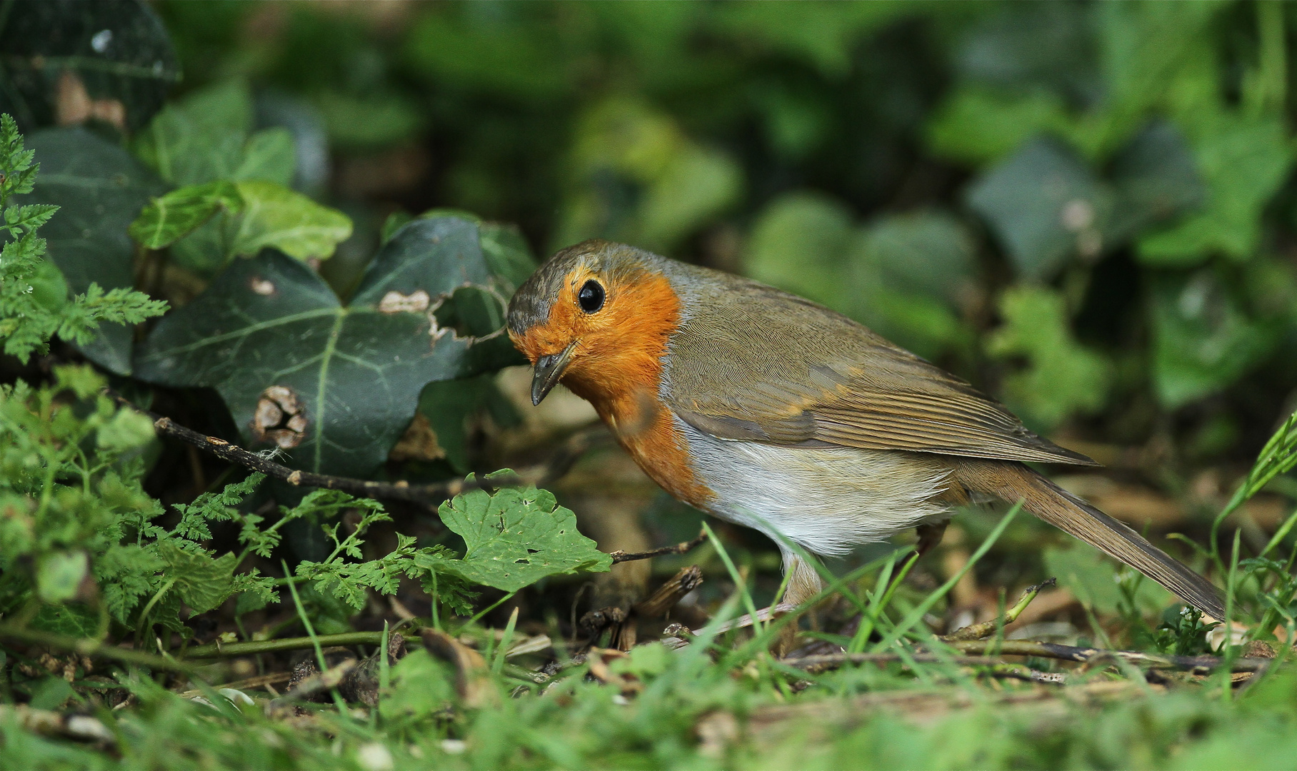 Rouge.....