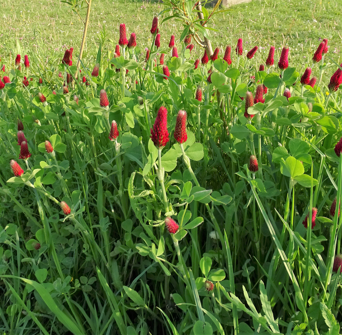 Rouge au château d'Hardelot