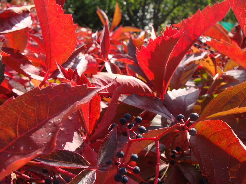 rouge automne