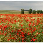 Rouge biologique