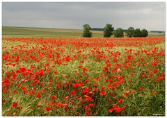 Rouge biologique