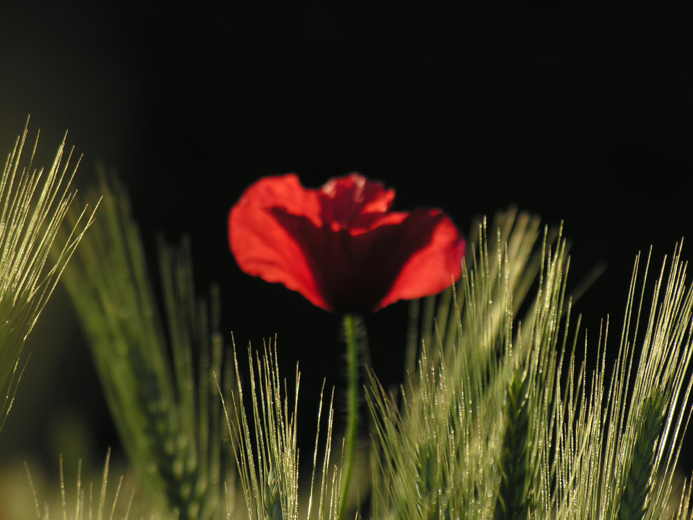 Rouge blé