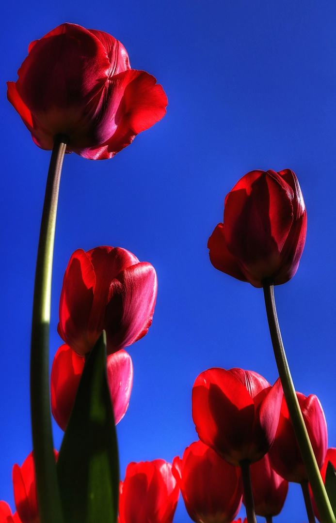 Rouge, bleu, un peu de vert et d'émotion! Printemps