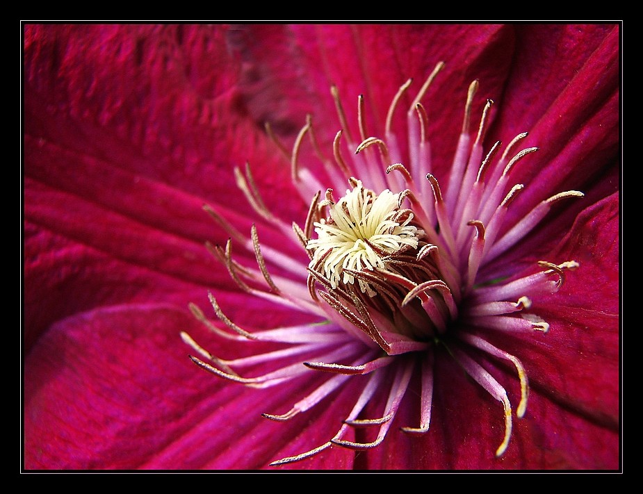 "Rouge Cardinal"