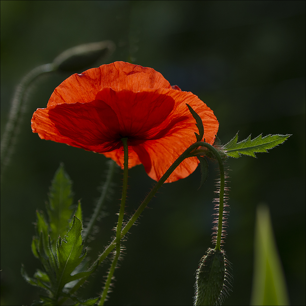 Rouge c'est rouge photo et image