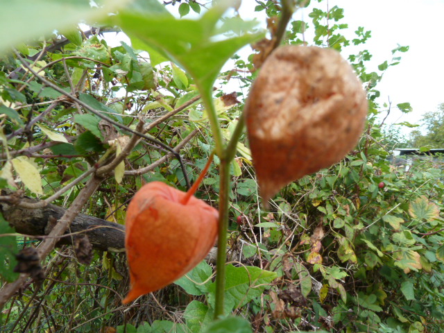 ROUGE coeur rouge fruit rouge