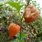 ROUGE coeur rouge fruit rouge