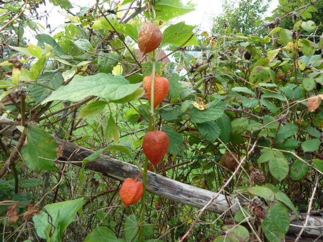 ROUGE coeur rouge fruit rouge