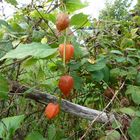 ROUGE coeur rouge fruit rouge