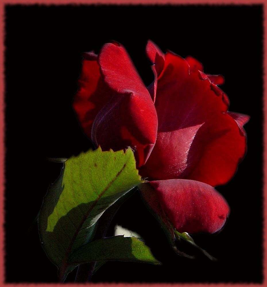 Rouge comme une rose ! de Nathalie Langlois