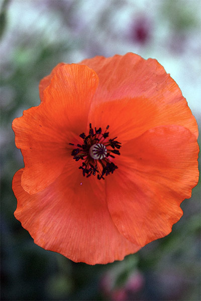 ROUGE COQUELICOT 2