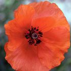 ROUGE COQUELICOT 2