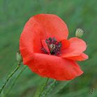 Rouge coquelicot .....