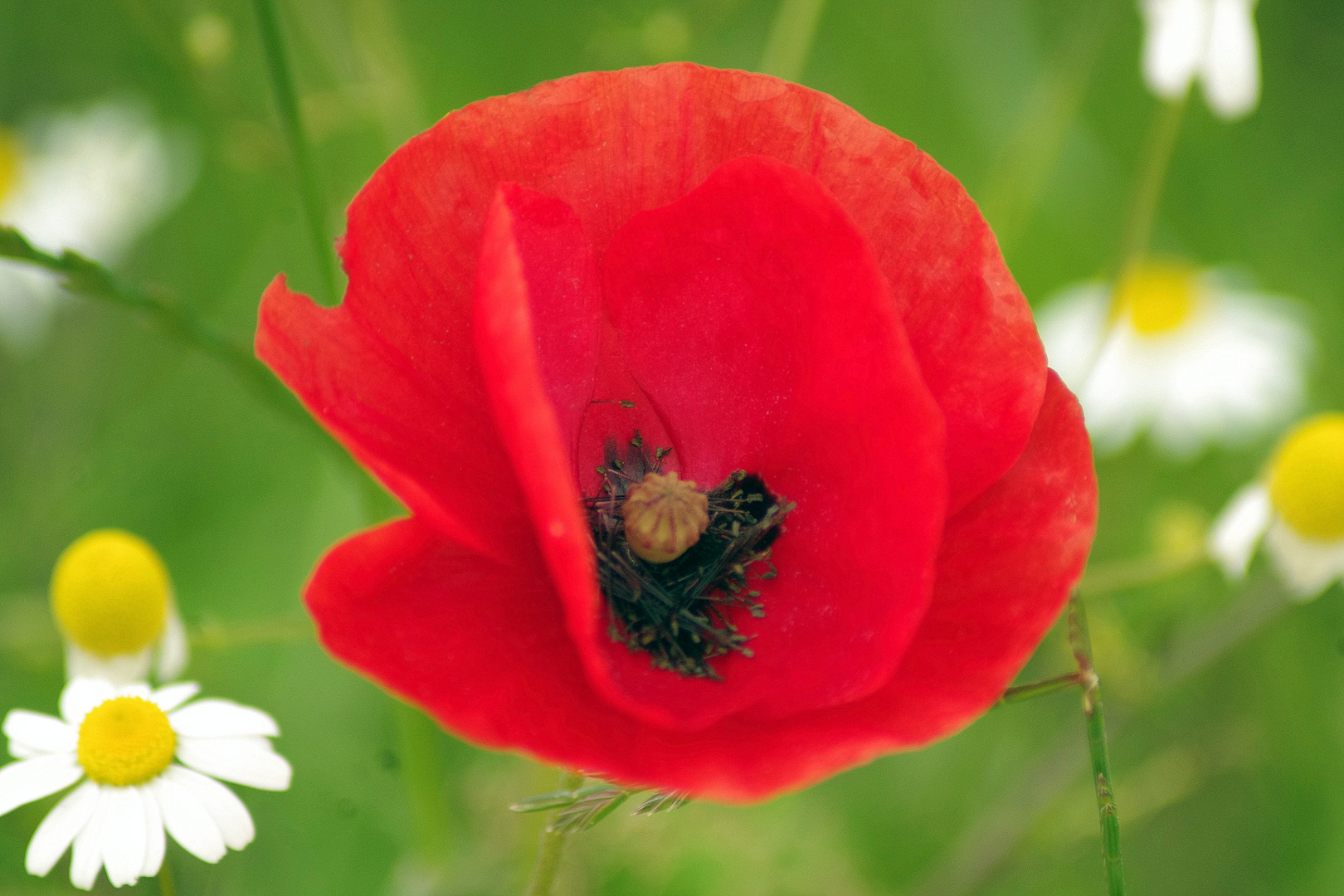 Rouge coquelicot !!!