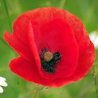 Rouge coquelicot !!!