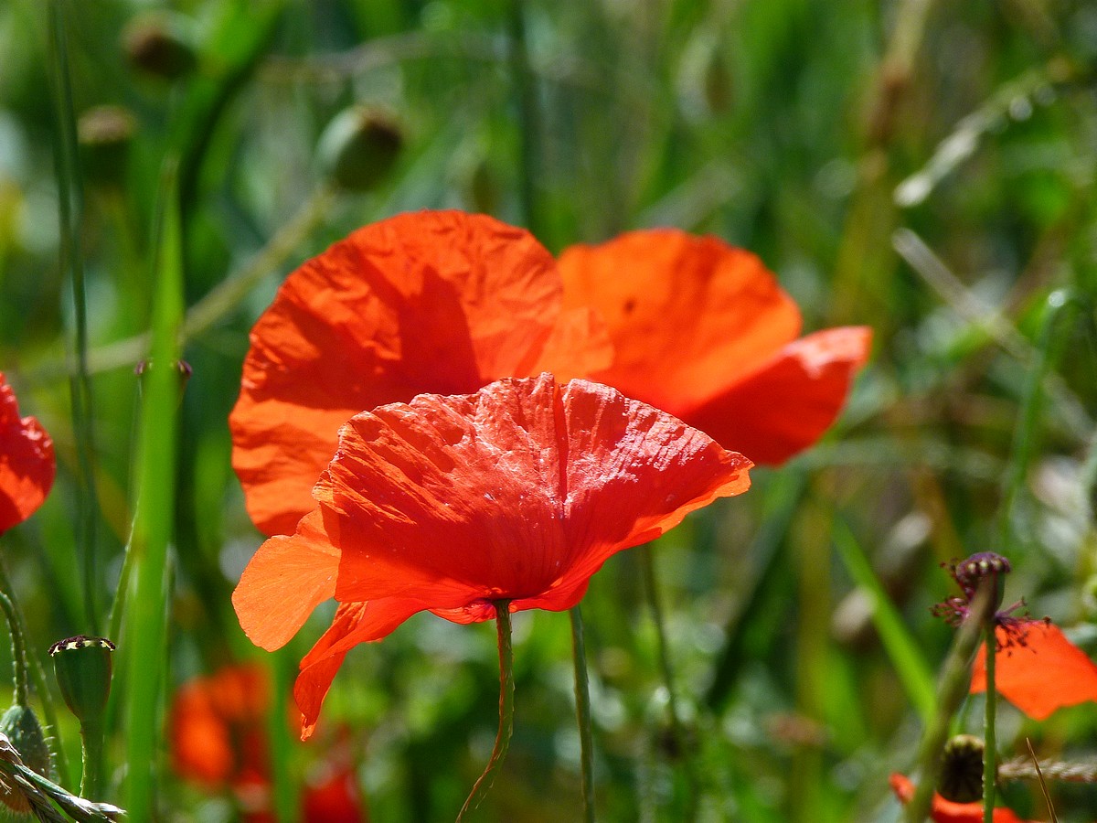 Rouge coquelicot