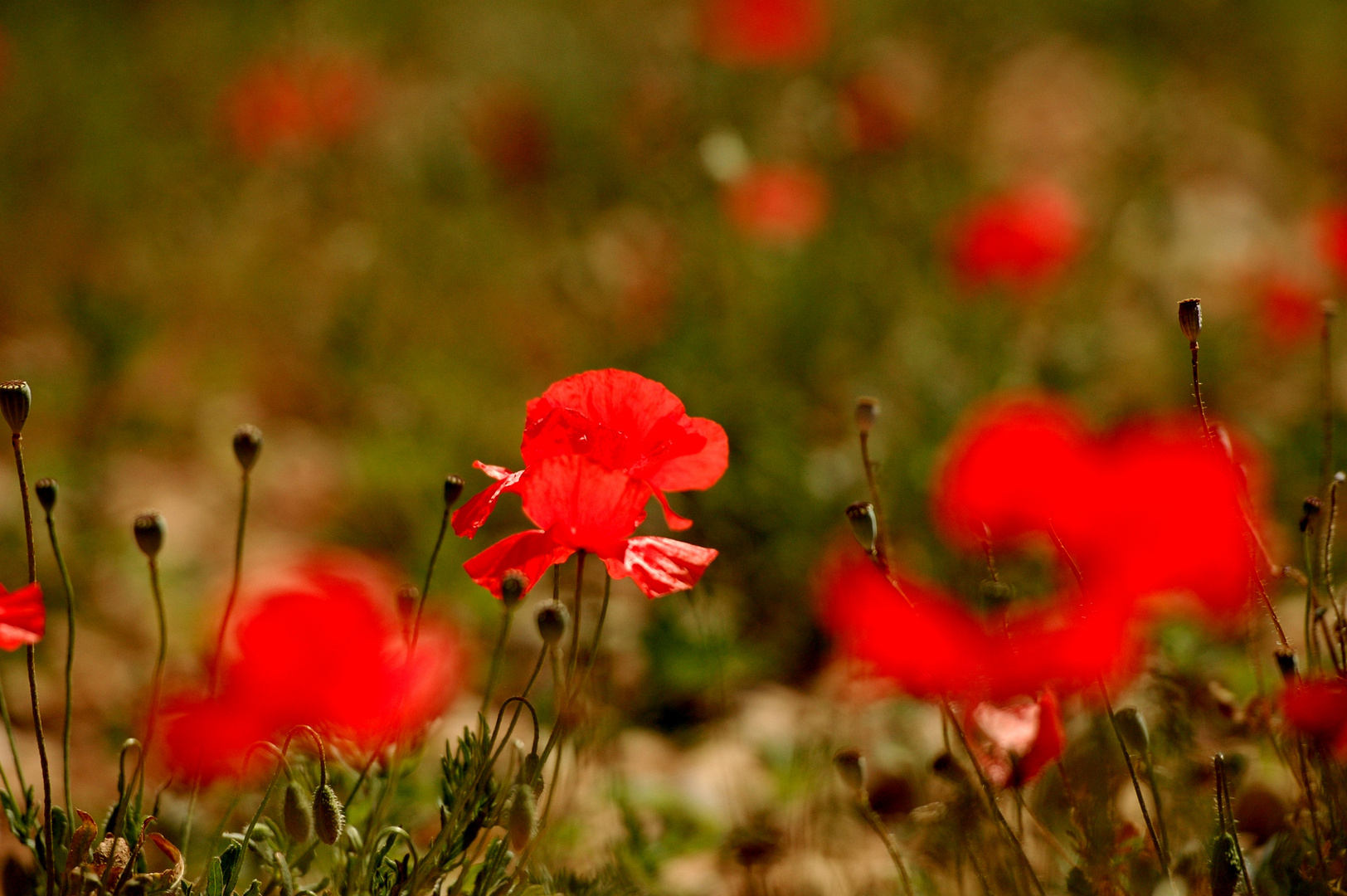 Rouge coquelicot