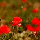 Rouge coquelicot