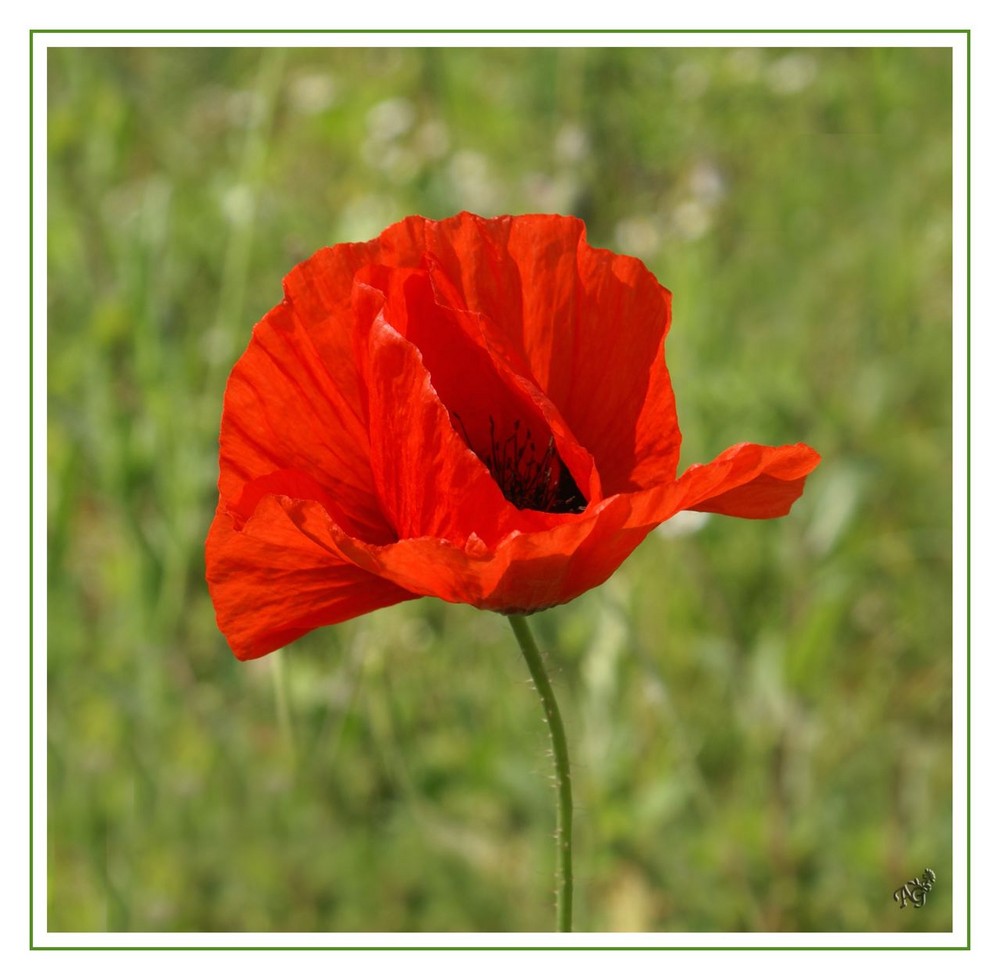 Rouge coquelicot