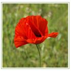 Rouge coquelicot