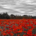 Rouge coquelicot .