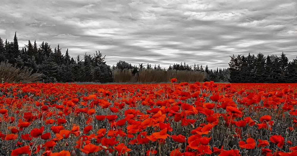 Rouge coquelicot .