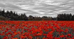 Rouge coquelicot .