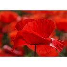 Rouge Coquelicot