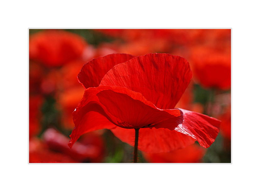 Rouge Coquelicot