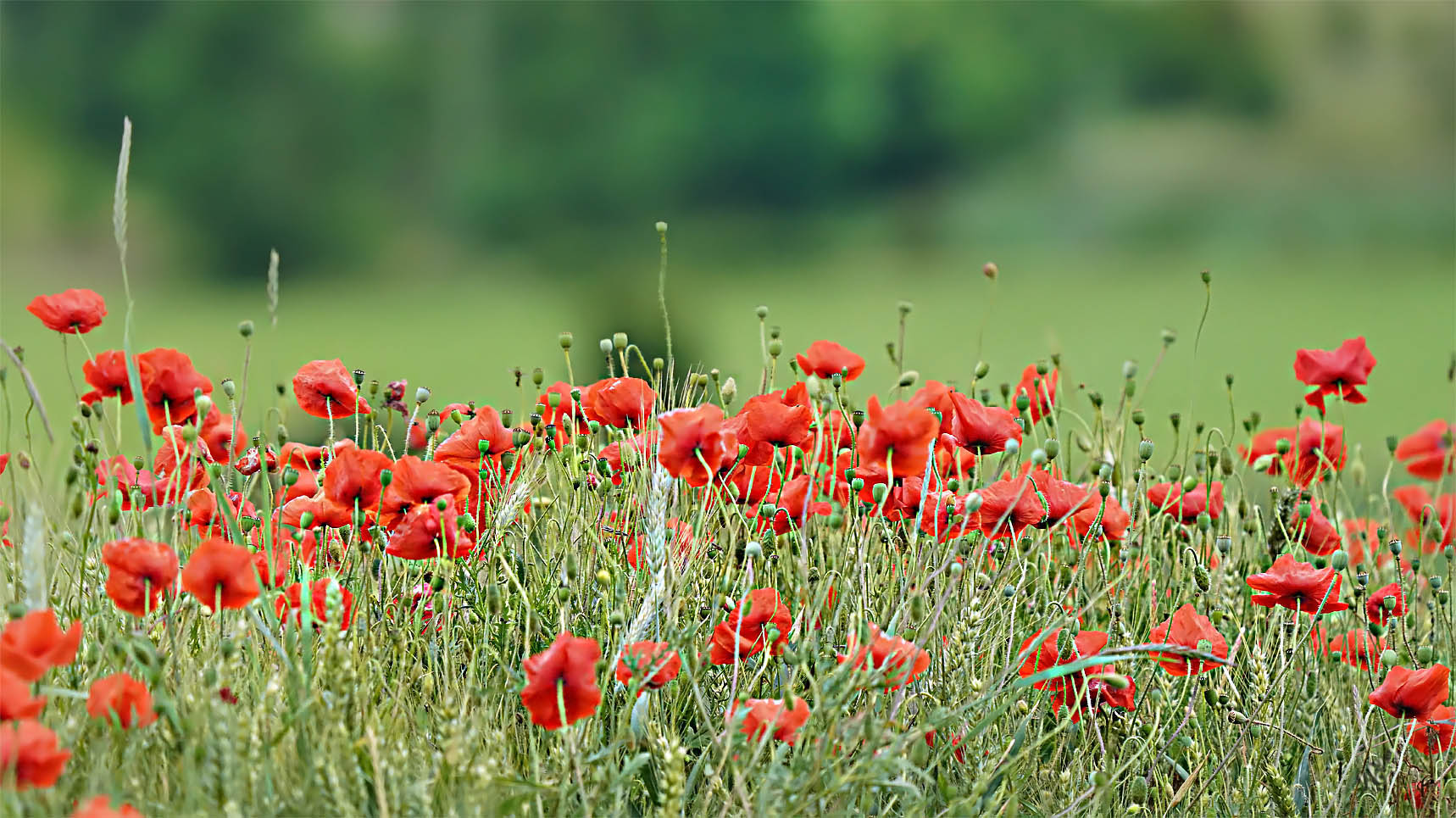 Rouge coquelicots...