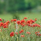 Rouge coquelicots...