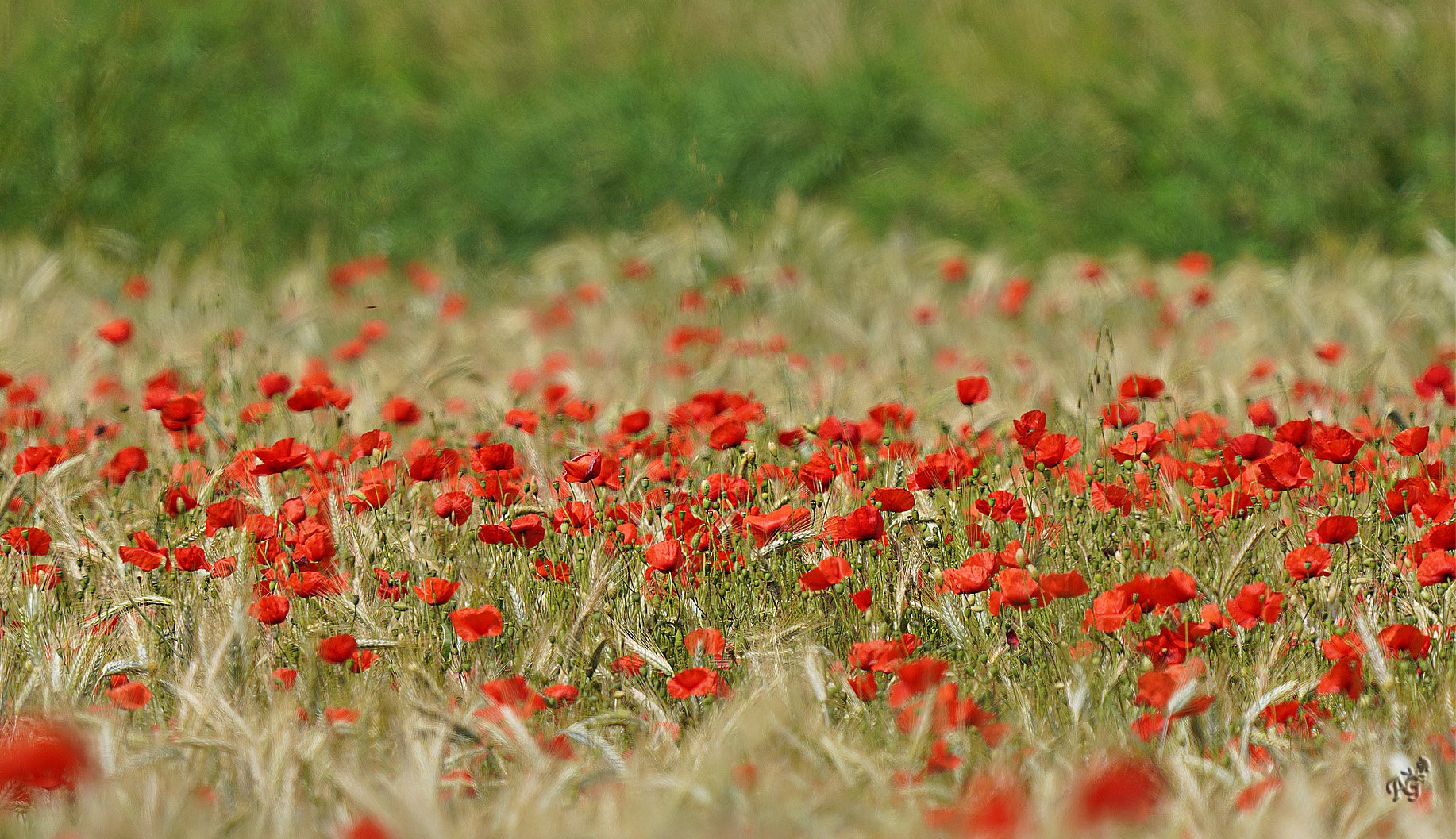 Rouge coquelicots....