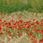 Rouge coquelicots....