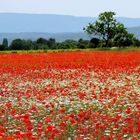 Rouge coquelicots !