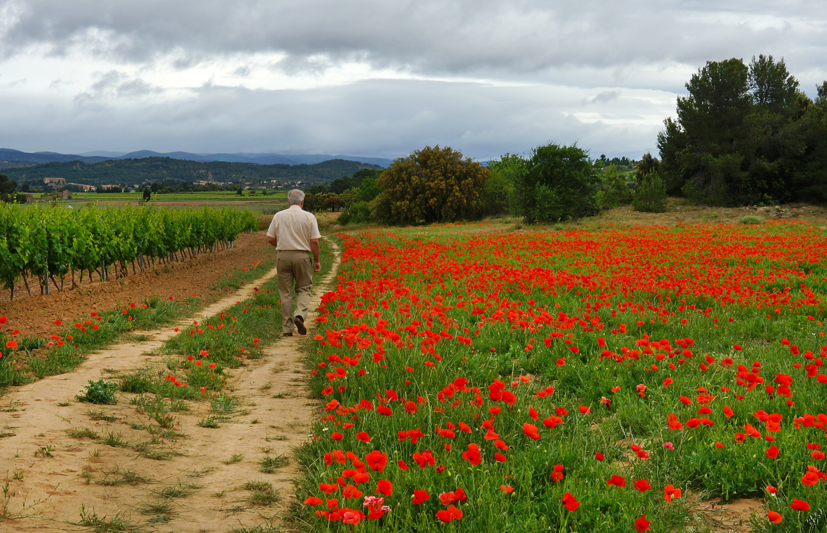 Rouge ... coquelicots