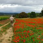 Rouge ... coquelicots