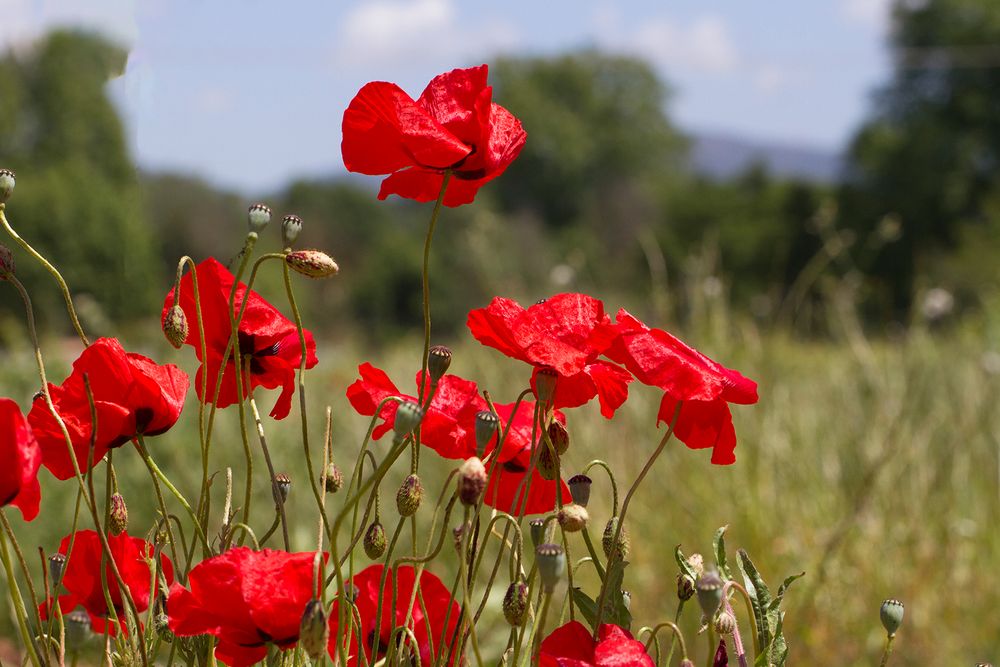 rouge danseuses