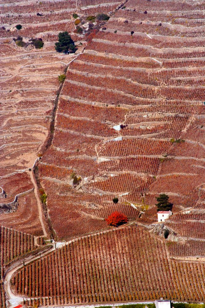 Rouge d'automne de caropo92 